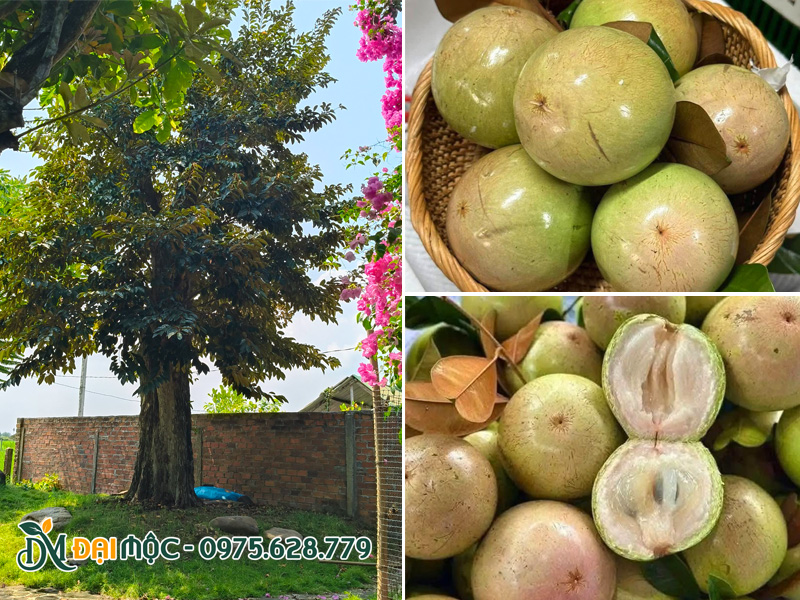 Gốc cây vú sữa cổ thụ trông sân vườn gia đình