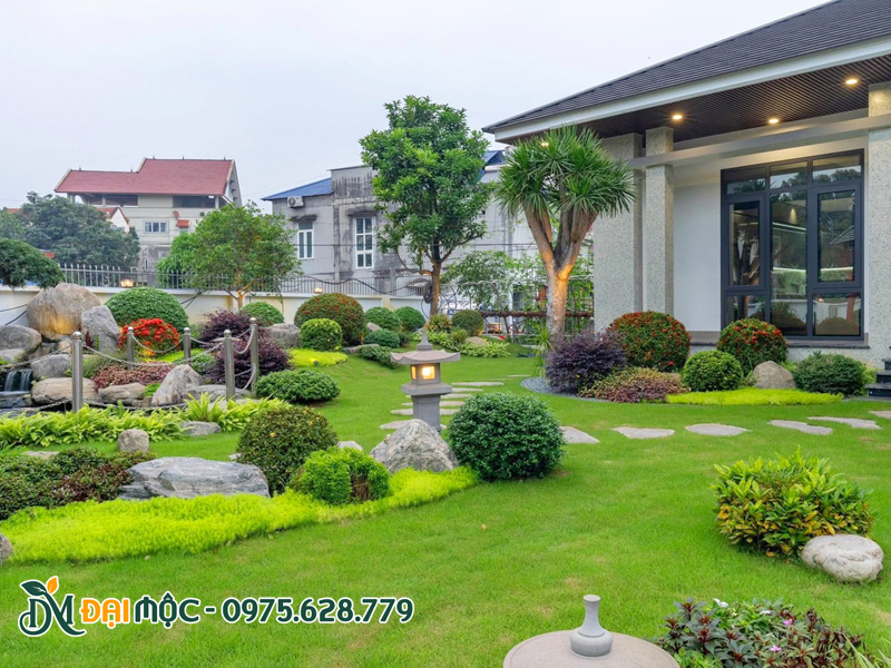 Thảm cỏ nhung nhật trồng sân vườn biệt thự