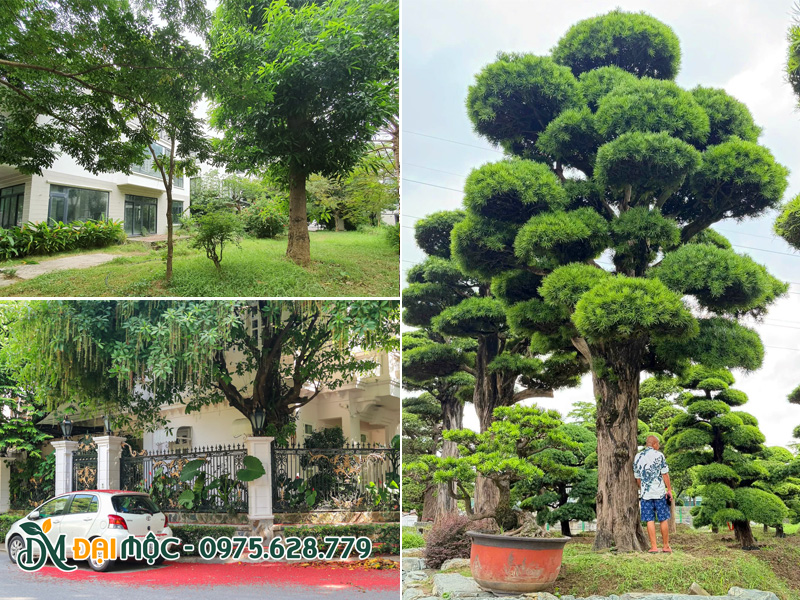 Cây tạo bóng mát cho sân vườn gia đình