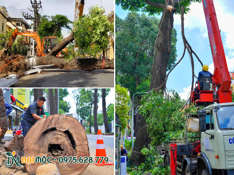 Cắt tỉa cây xanh cổ thụ, đại thụ trước mùa mưa bão để tránh bật gốc, đổ gãy cành