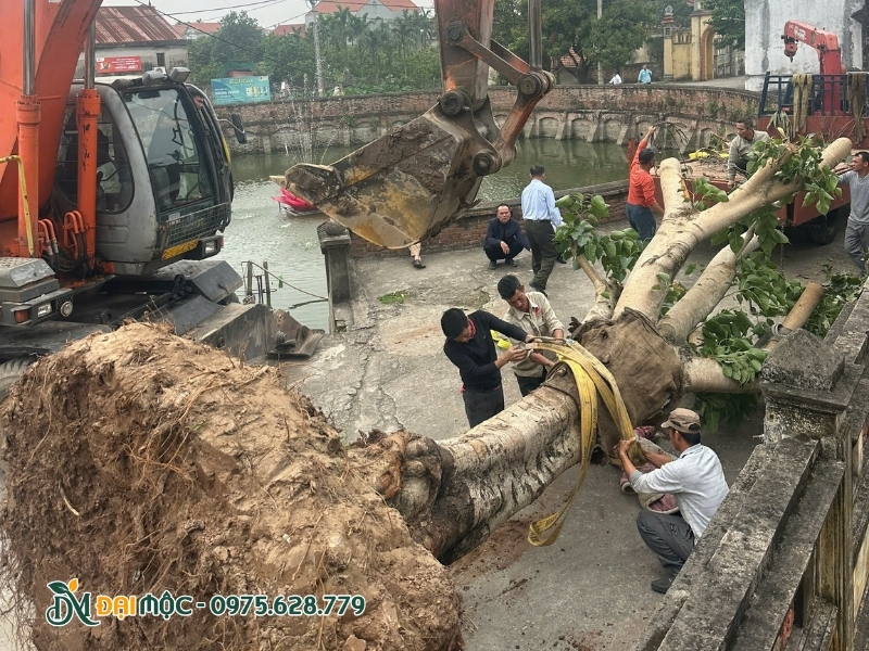 Tán cây cổ thụ được tỉa gọn gàng