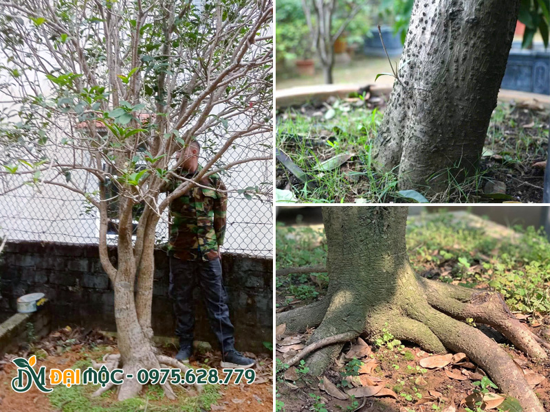 Hình thái thân và rễ cây mộc hương cổ thụ