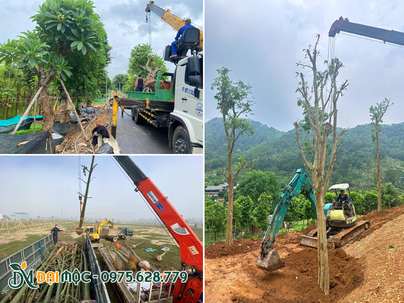 Cung cấp số lượng lớn cây cổ thụ, cây xanh công trình cho cảnh quan đô thị