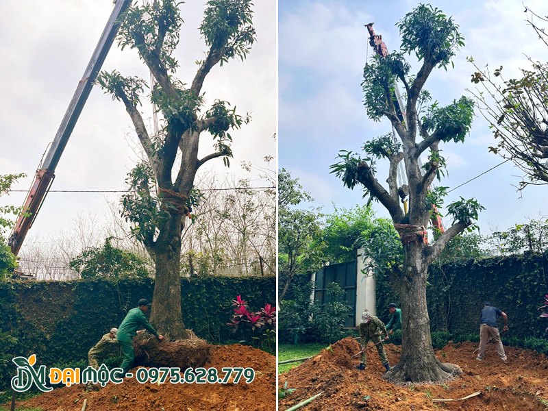 Thi công trồng cây cảnh quan cho sân vườn biệt thự lớn tại Hà Nội