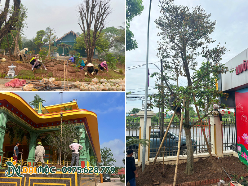 Những dự án thi công cảnh quan xanh trọn gói do Cây Xanh Đại Mộc thực hiện