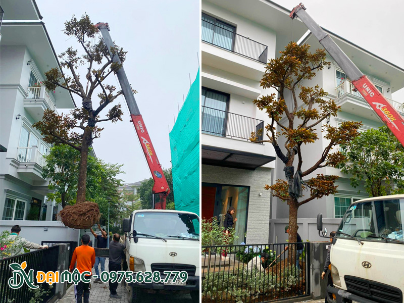 Quá trình cẩu hạ và thi công trồng cây cổ thụ biệt thự