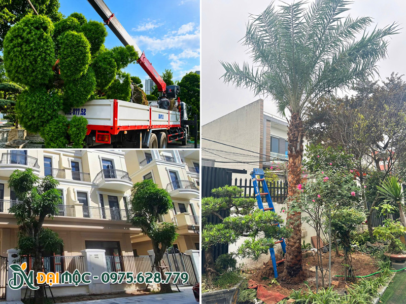 Quá trình cẩu hạ thi công cây xanh cổ thụ cho biệt thự