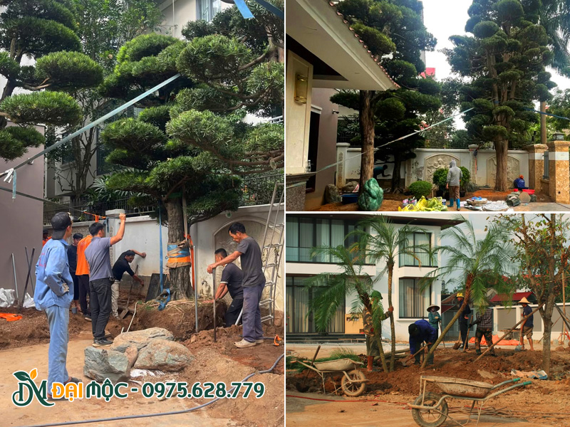 Tiến hành thi công trồng cây xanh cho sân vườn gia đình