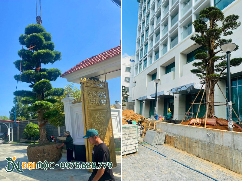 Thi công trồng cây tùng la hán cổ thụ cho biệt thự và tòa nhà văn phòng ở Phú Thọ