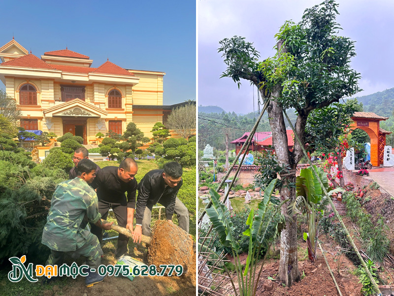 Tiến hành thi công trồng cây cổ thụ cho sân vườn biệt thự cao cấp