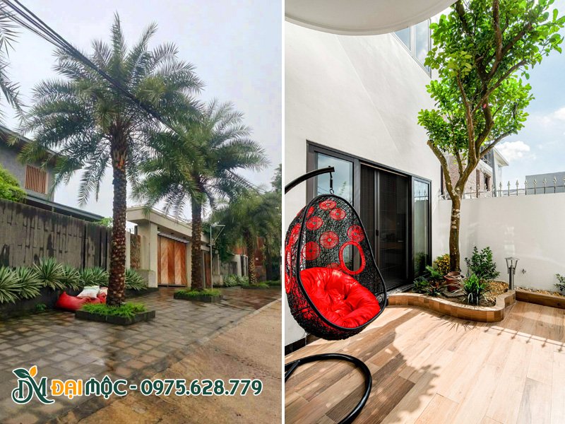 Cây trồng mặt tiền, sân vườn nhà phố diện tích hẹp