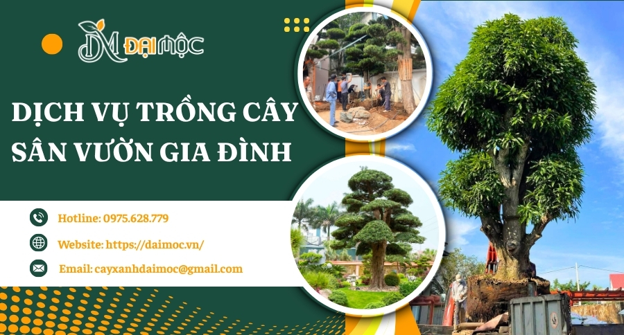 Thi công trồng cây cho sân vườn gia đình chuyên nghiệp