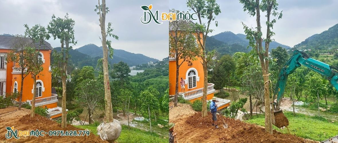 Dự án trồng cây săng lẻ tại hồ Đồng Đò cho biệt thự cô Trung