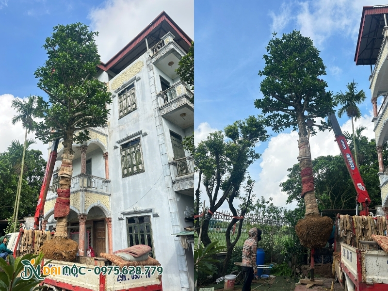Cây cổ thụ cỡ lớn được cẩu tại sân vườn biệt thự