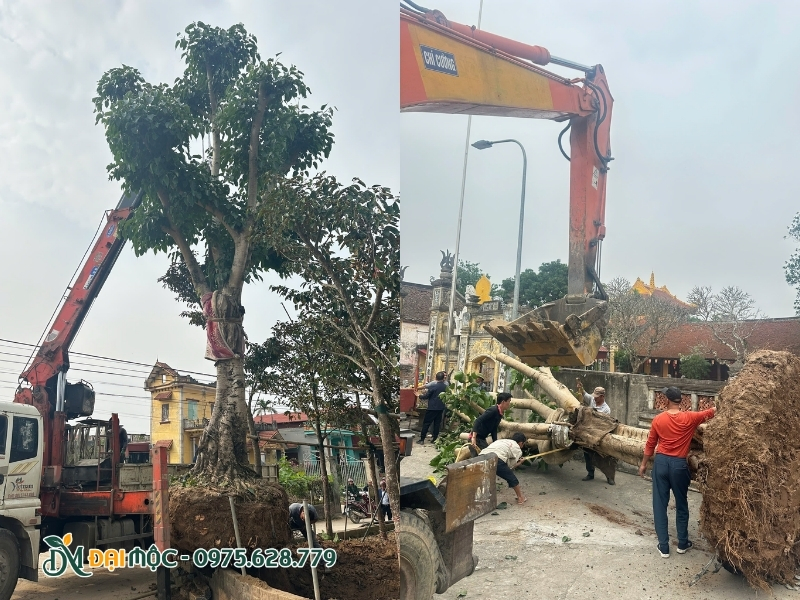 Trồng lại cây cổ thụ sau khi di dời tại chùa