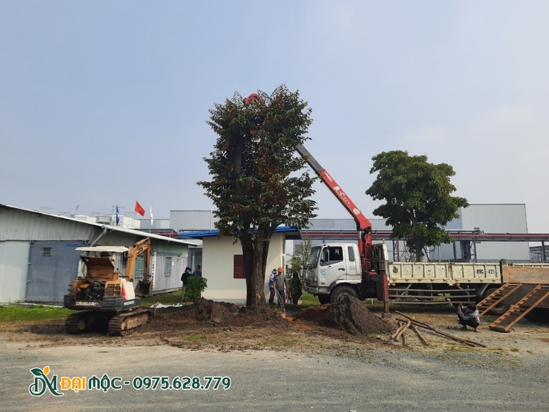 Trồng lại cây cổ thụ trong khuôn viên nhà máy