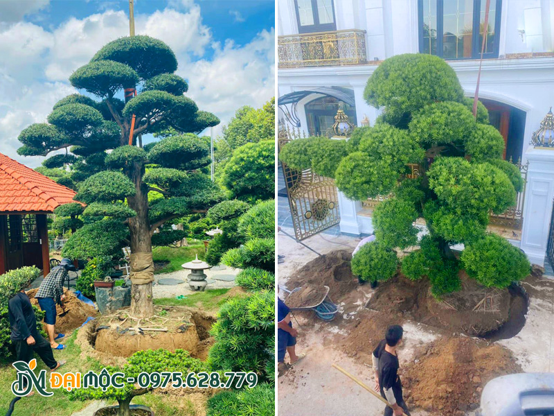 Công nhân đang tiến hành thi công trồng cây tùng la hán cổ thụ, đại thụ cao  7 - 8m