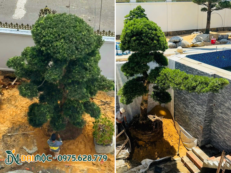Đội thi công của Đại Mộc đang tiến hành trồng cây tùng la hán cổ thụ tại TP Hồ Chí Minh