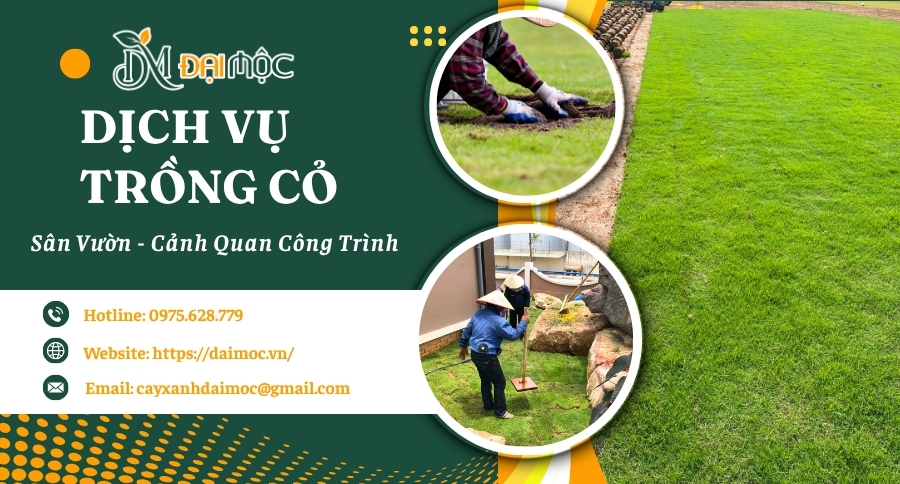 Thi công trồng cỏ sân vườn, cảnh quan