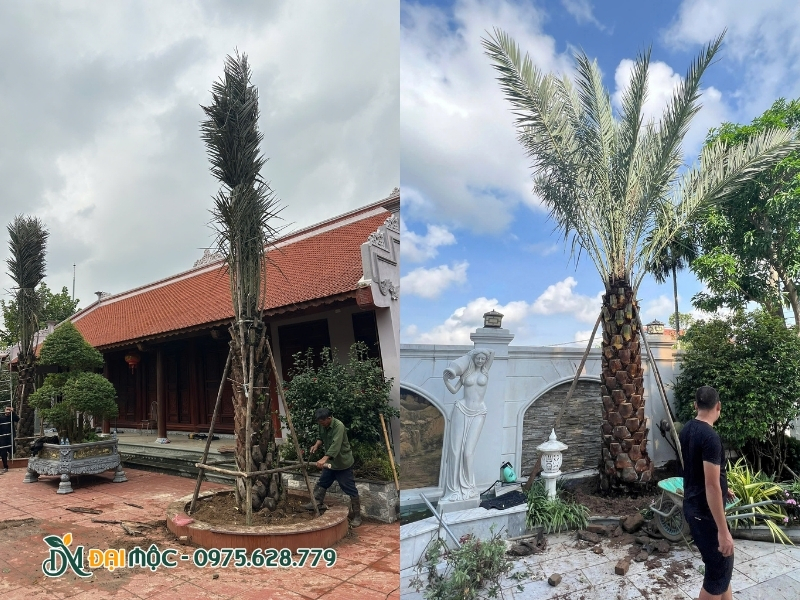 Cây chà là cổ thụ được trồng hoàn thiện tại nhà thờ