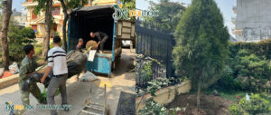Dự án trồng cây hoàng đàn tuyết cho biệt thự ở Hải Phòng