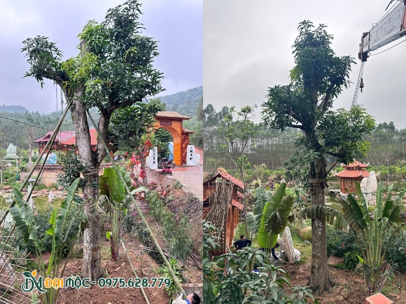 Trồng lại cây ngay ngắn tại sân vườn khách hàng
