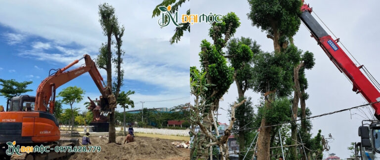 Dự án trồng cây long não cổ thụ cho trụ sở cơ quan tại Hà Nội