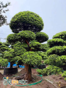 Cây cao 6m, bông tán mâm xôi đẹp
