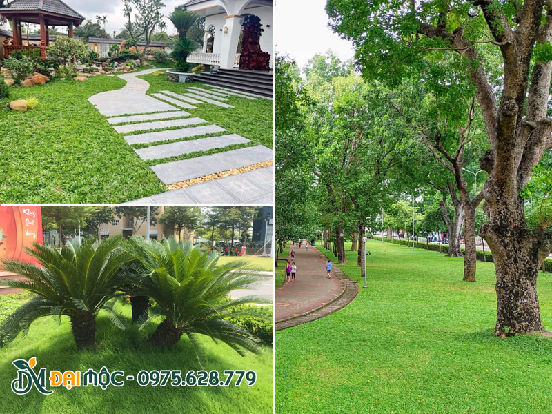 Dịch vụ trồng cỏ trải thảm xanh mướt cho sân vườn biệt thự và công viên