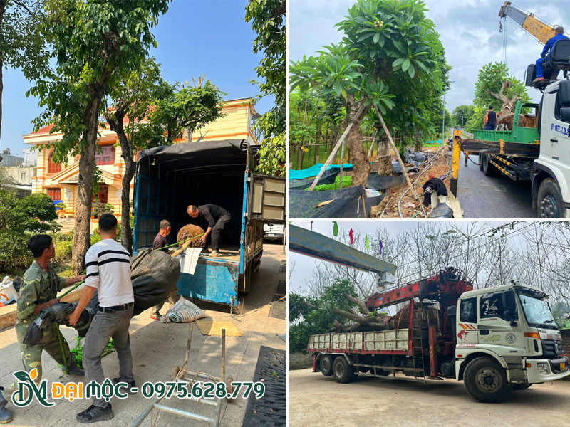 Vận chuyển cây cổ thụ trồng biệt thự bằng xe tải thùng, xe cẩu tự hành