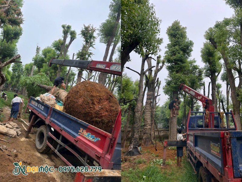 Đưa cây long não cổ thụ từ vườn ươm lên xe cẩu