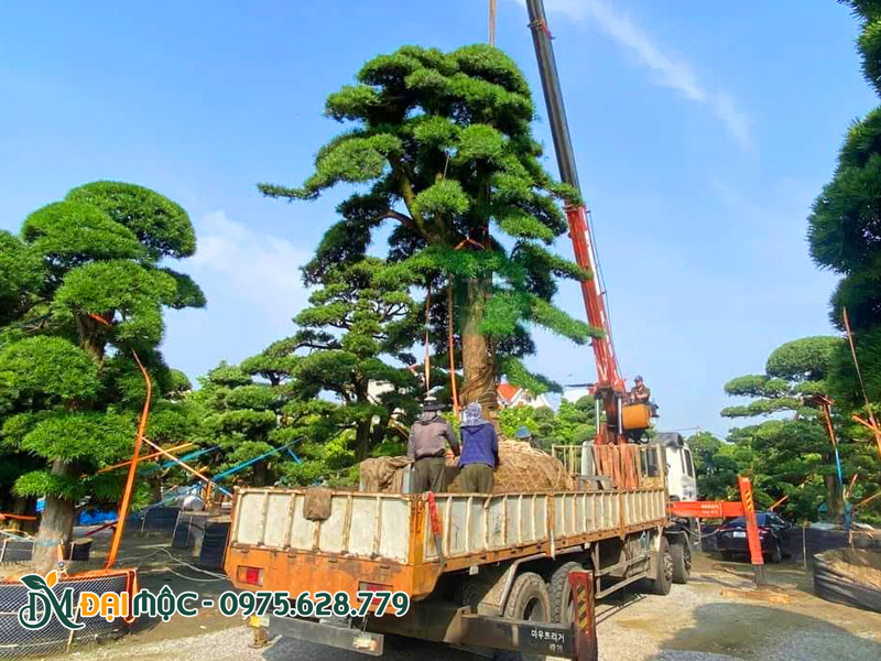 Cẩu tự hành trải trọng lớn đang nâng cây tùng la hán đại thụ lên xe