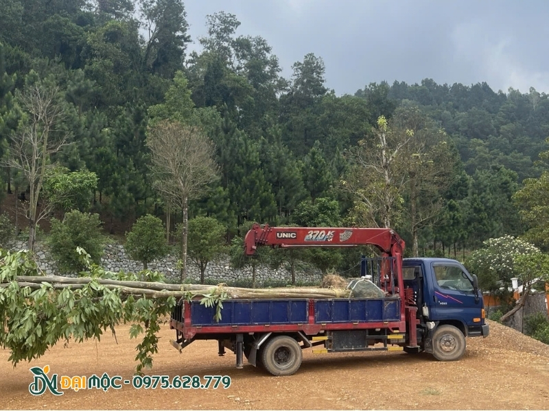 Xe cẩu tự hành vận chuyển cây săng lẻ đến