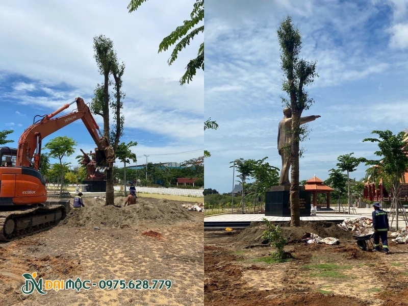 Di dời cây cổ thụ ở vị trí dễ tiếp cận