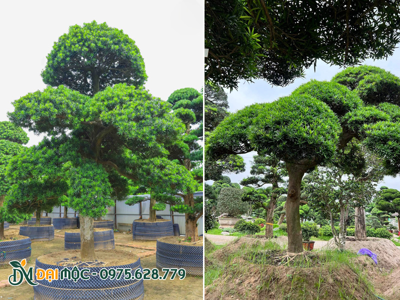 Vườn cây tùng la hán cổ thụ chiều cao hoảng 4 trở lên, cây có bông tán cắt tỉa siêu đẹp