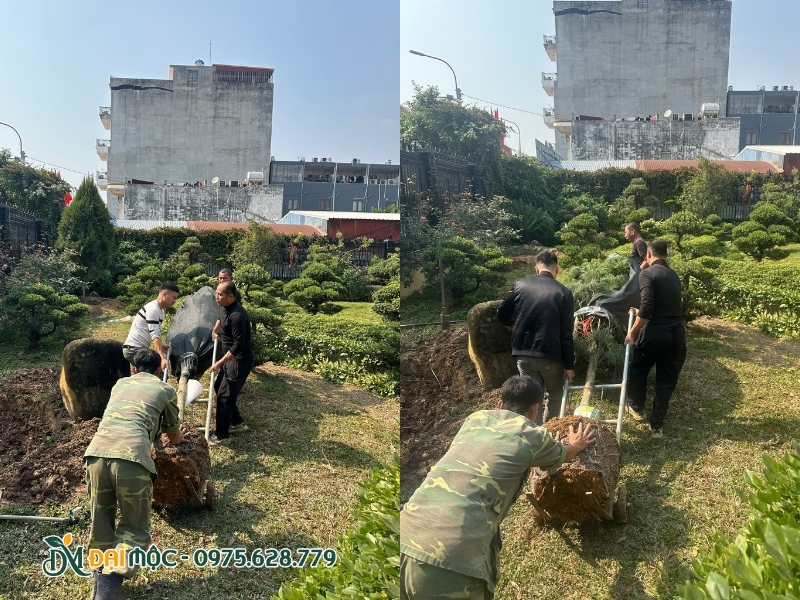 Xe pháo tăng bo đưa cây vào trong vườn