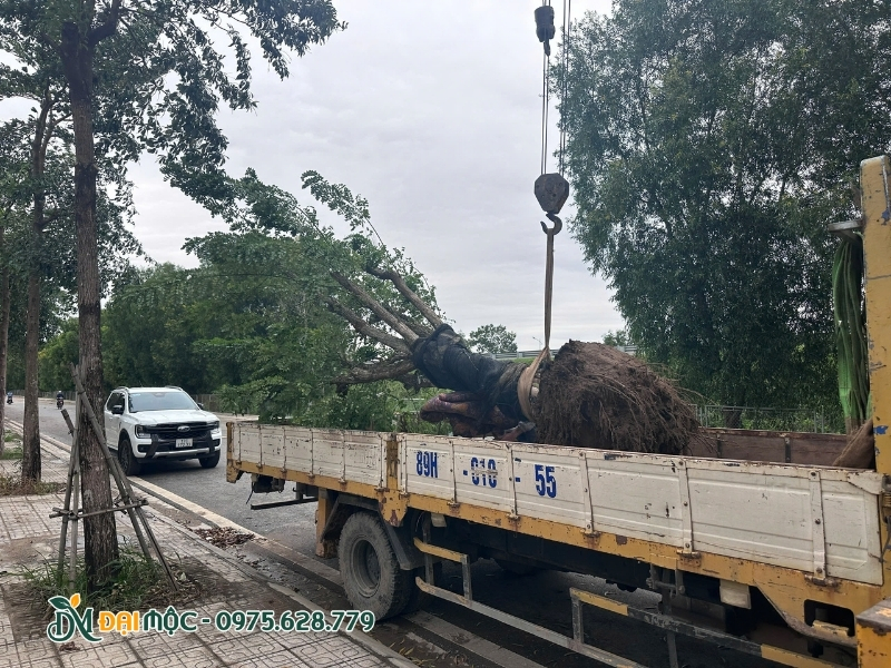 Vận chuyển cây cổ thụ đến biệt thự bằng xe chuyên dụng
