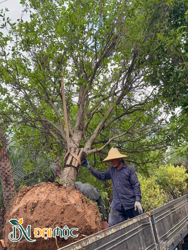 Sắp xếp cây mộc hương cổ thụ đường kính gốc 30cm