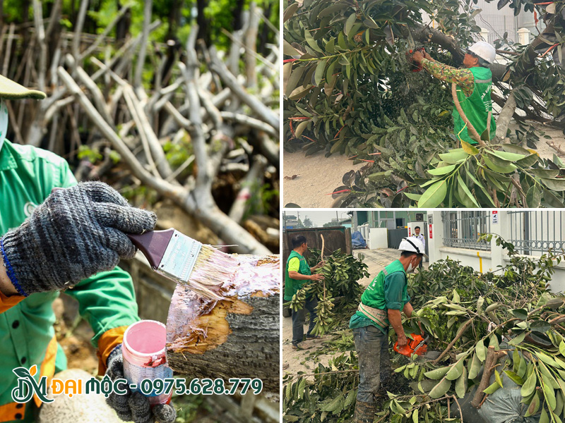 Cành được bôi keo liền sẹo, cành lá được cắt nhỏ và trở đến bãi rác