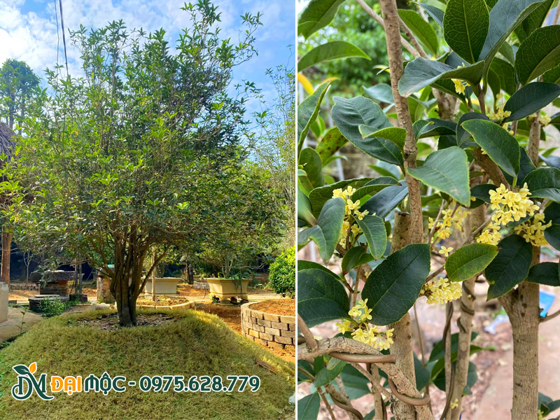 Cây mộc hương cổ thụ trồng trên mô đất nổi