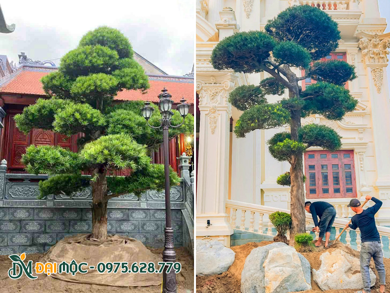 Cây tùng la hán cổ thụ trồng nhà thờ họ, sân vườn biệt thự cao cấp