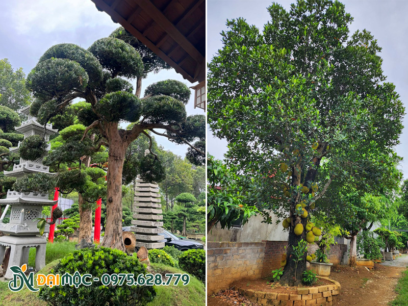 Cây phong thủy cổ thụ giúp trấn trạch, thu hút sinh khí