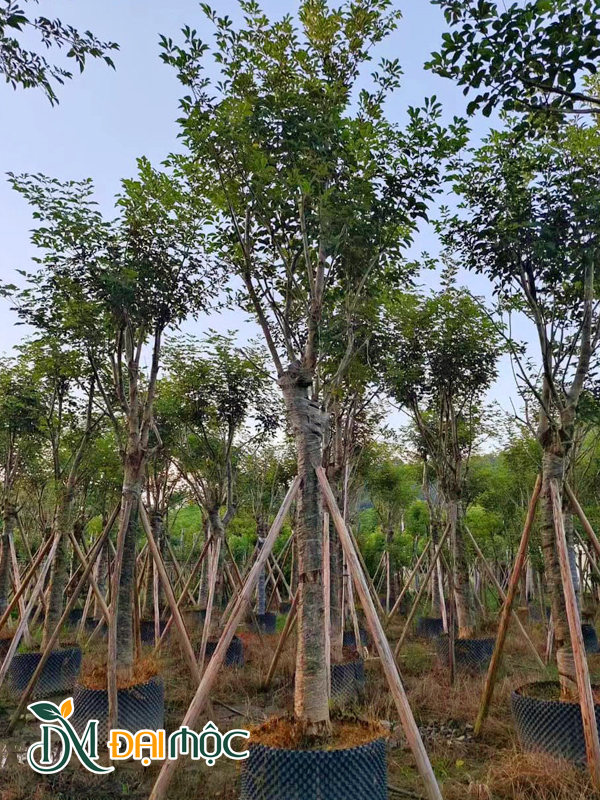 Vườn dưỡng phong linh hoa vàng cổ thụ đang dưỡng tại Hà Nội