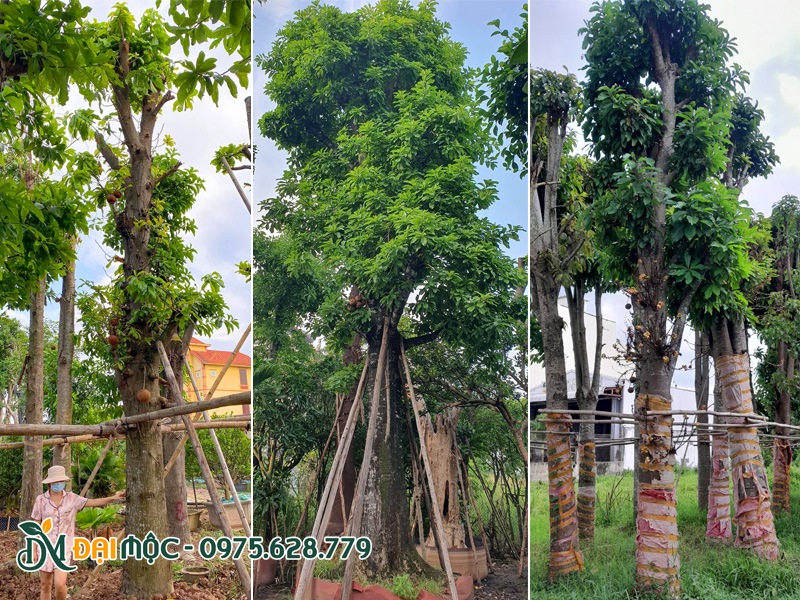 Bán cây sala cổ thụ đường kính gốc 50 - 60cm