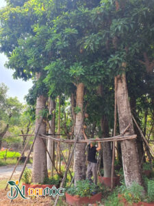 Cây Sala Cổ Thụ (Ngọc Kỳ Lân)