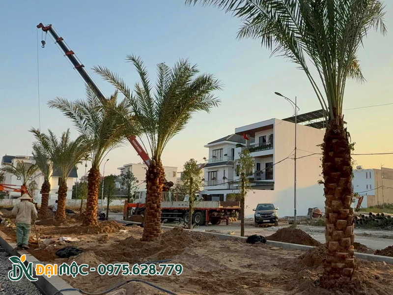 Trồng cây chà là cho dải phân cách đường phố