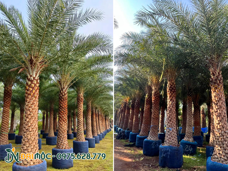 Cây chà là cổ thụ nhập khuẩu, lóng thân từ 3m