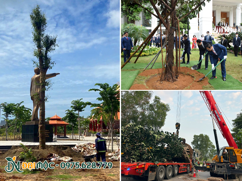 Những cây lưu niệm cổ thụ trồng làm di sản tại khu di tích, cơ quan nhà nước