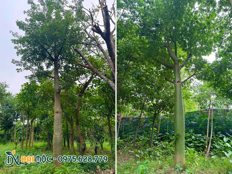 Cây mỹ nhân cổ thụ thoát thân cao hơn 3m