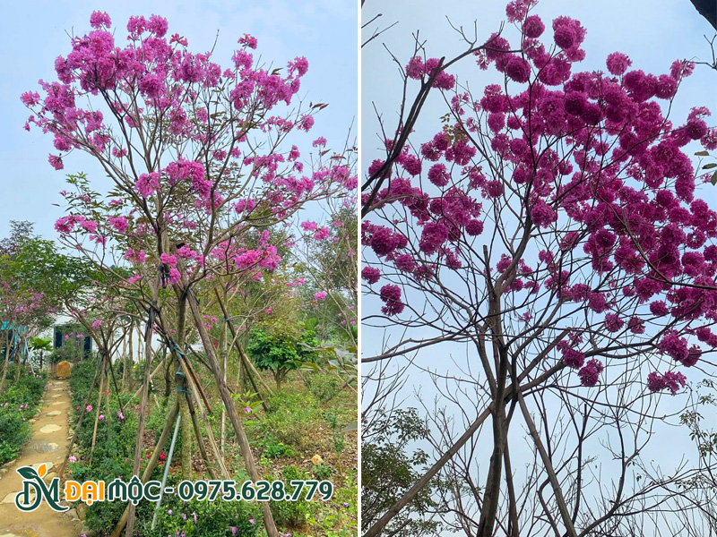 Trồng cây phong linh tím siêu hoa đã dâm ủ nhiều năm